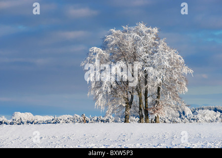 Trees on skyline covered in snow and hoar frost. Near Balfron, Stirling, Scotland, UK