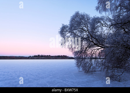 Tree beside the ice covered Lake of Menteith, Stirling Region, Scotland, UK. In the Loch Lomond and the Trossachs National Park. Stock Photo