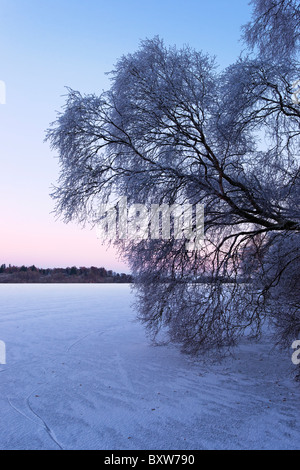 Tree beside the ice covered Lake of Menteith, Stirling Region, Scotland, UK. In the Loch Lomond and the Trossachs National Park. Stock Photo