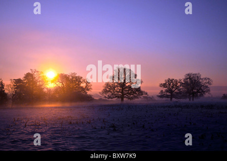 Whitminster Gloucestershire UK Oak Tree Meadow Winter Snow Hore Hoar Frost Sun Rise Stock Photo