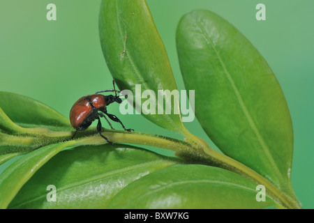 Oak leaf-roller weevil - Leaf roller weevil (Attelabus nitens) on leaf - Cevennes - France Stock Photo