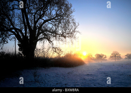 Whitminster Gloucestershire UK Oak Tree Meadow Winter Snow Hore Hoar Frost Sun Rise Stock Photo