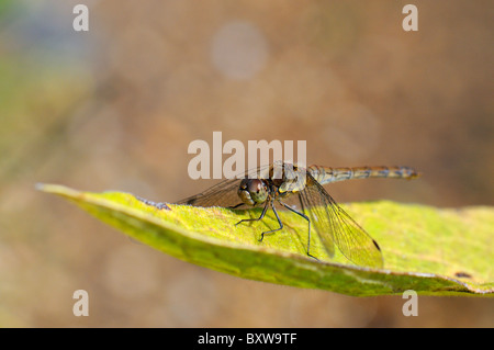 Common Darter Dragonfly (Sympetrum striolatum) female at rest on leaf, Oxfordshire, UK.
