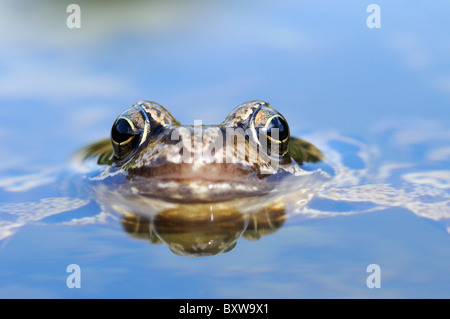 Common Frog (Rana temporaria) resting at water surface, view of eyes and mouth, Oxfordshire, UK. Stock Photo
