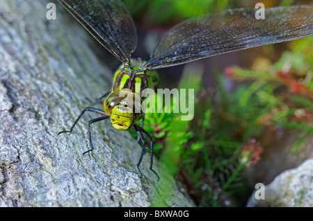 Southern Hawker Dragonfly (Ashna cyanea) female laying eggs on dead wood, Oxfordshire, UK. Stock Photo