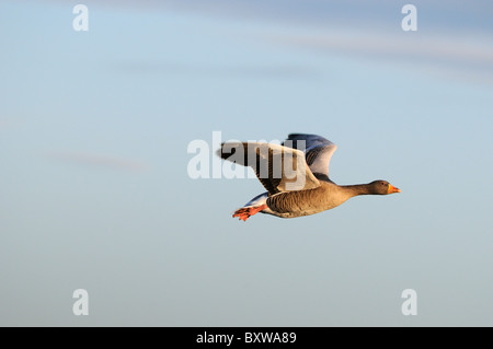 Greylag Goose (Anser anser) in flight, Slimbridge, UK. Stock Photo