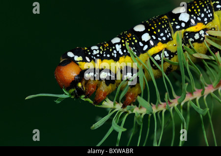 Spurge Hawkmoth (Hyles euphorbiae) fully grown larva feeding on cypress spurge leaf Stock Photo