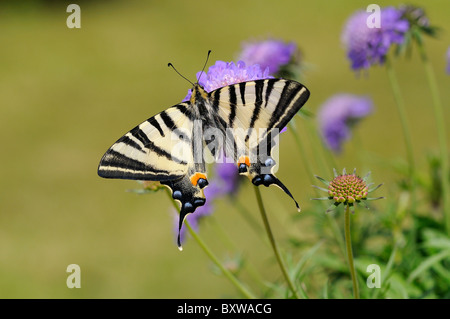 Scarce Swallowtail Butterfly (Iphiclides podalirius) on scabious flower Stock Photo