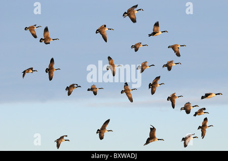 Canada Goose (Branta canadensis) flock in flight, Slimbridge, UK.