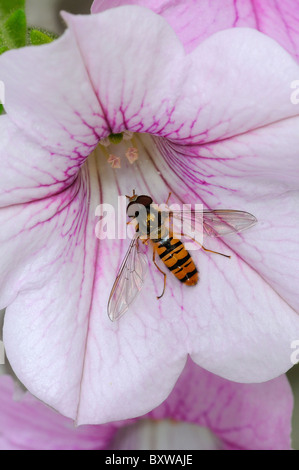 Marmalade Hover-fly (Episyrphus balteatus) resting on flower, Oxfordshire, UK. Stock Photo