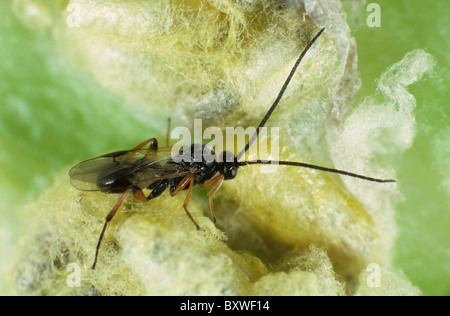 Braconid wasp (Cotesia glomerata) newly hatched adult, parasite of cabbage white butterfly Stock Photo