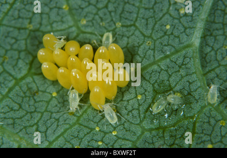 Seven spot ladybird (Coccinella septempunctata) eggs laid among hop aphids (Phorodon humuli) Stock Photo