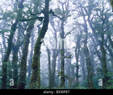 Native Beech Forest in the Rain. Te Urewera National Park. North Island. New Zealand. Stock Photo