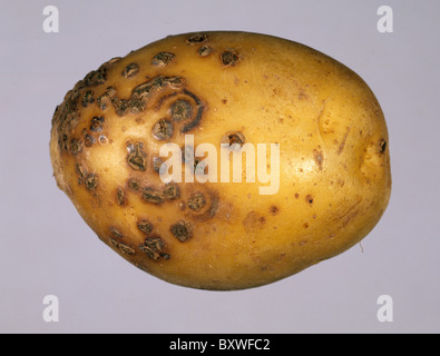 Potato mop top virus lesions with powdery scab pustules on a potato tuber Stock Photo