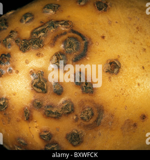 Potato mop top virus lesions with powdery scab pustules on a potato tuber Stock Photo