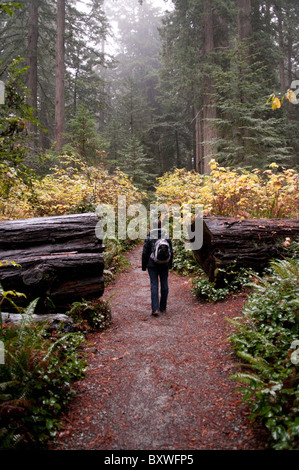 Lady Bird Johnson Grove Trail Stock Photo