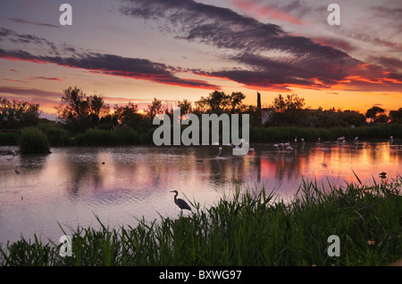 HDR image of lagoon at sunset, with many different birds (gray heron, white egret, greater flamingoes, coots, ducks) Stock Photo