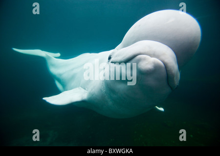 USA, Connecticut, Mystic, Captive Beluga Whale (Delphinapterus leucas) swimming inside large salt water tank at Mystic Aquarium Stock Photo