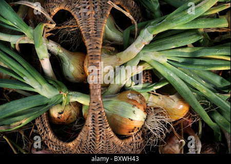 A crop of freshly pulled onions in a wicker basket from an English garden UK Stock Photo