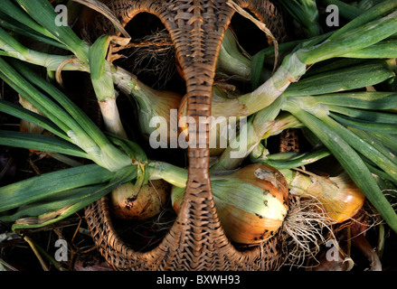 A crop of freshly pulled onions in a wicker basket from an English garden UK Stock Photo
