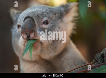 Young Koala Bear eating Eucaliptus Leaves Stock Photo