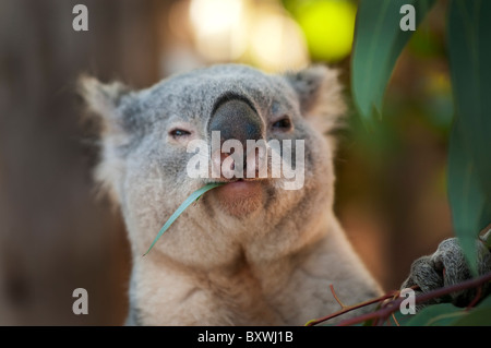 Young Koala Bear eating Eucaliptus Leaves Stock Photo