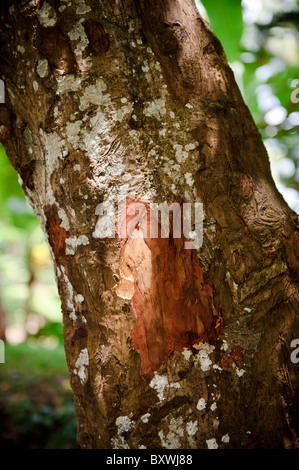 A cassia tree, Ambon, Indonesia. Cassia is often used as a subsitute for cinnamon. Stock Photo