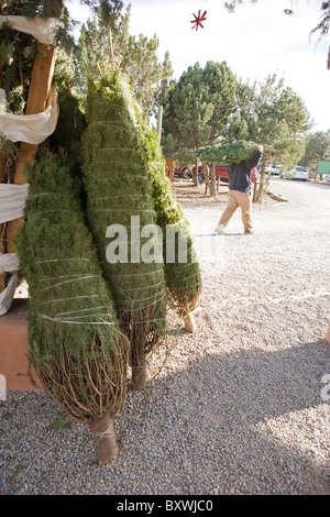 A man walking away carrying a Christmas tree, in front of several evergreens for sale, wrapped, outdoors, United States.