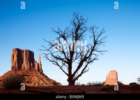 USA, Arizona, Monument Valley Navajo Tribal Park, Desiccated tree and sandstone rock cliffs of The Mittens in Monument Valley Stock Photo