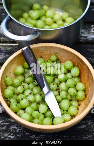 Preparing fresh homegrown gooseberries for cooking Stock Photo
