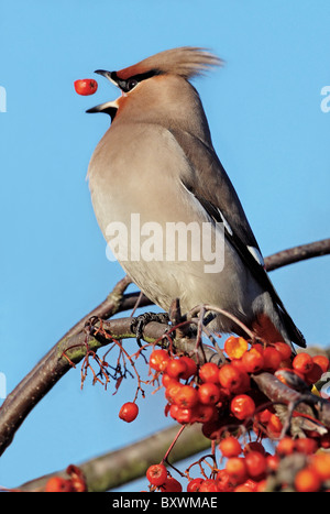 Bohemian Waxwing Bombycilla garrulus rowan berry tree eating Stock Photo