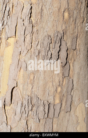 detail of a Plane tree trunk