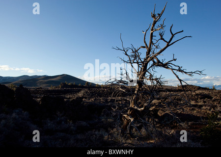 USA, Idaho, Craters of the Moon National Monument, Gnarled tree and ancient lava fields on spring evening Stock Photo