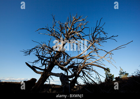 USA, Idaho, Craters of the Moon National Monument, Gnarled tree and ancient lava fields on spring evening Stock Photo