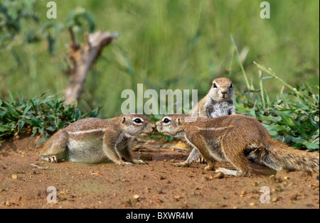 Cape ground squirrels (Xerus inauris) touching noses while another looks on, Madikwe Game Park, South Africa Stock Photo