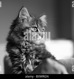 Cute long-haired tabby kitten. Stock Photo