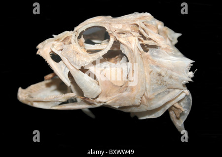 Skull Of The Fish, Coney Serranus ouatalibi a.k.a. Cephalopholis fulva Stock Photo