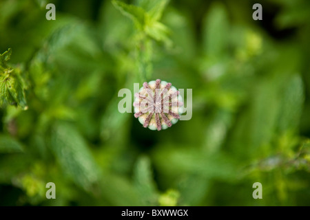 A poppy seed head Stock Photo