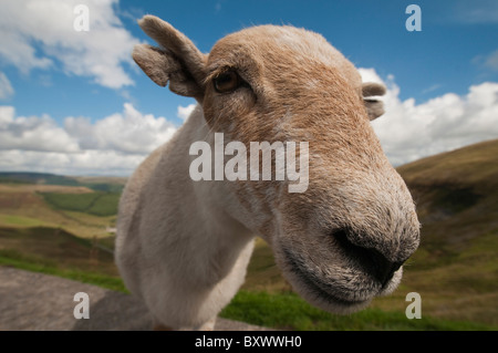 Sheep standing on a wall on The Bwlch above Cwmparc village in Rhondda south Wales photographed with a very wide angle lens Stock Photo