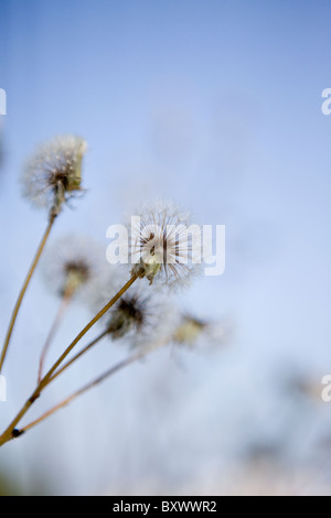 Dandelion clocks or seed heads Stock Photo