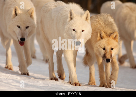 Arctic Wolves; Canis lupus arctos Stock Photo