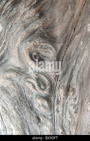 A close up of a piece of sun-bleached driftwood on the beach of Lake Huron at Bayfield, Ontario, Canada. Stock Photo