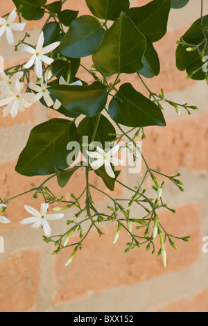 Azores Jasmine plant in bloom Stock Photo