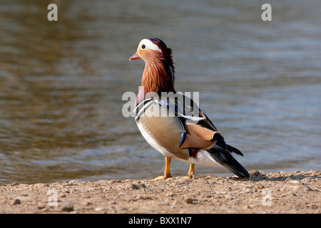 A Mandarin Duck in Richmond park, London Stock Photo