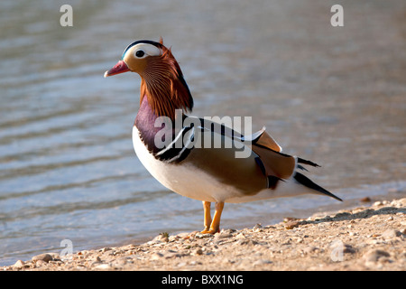 A Mandarin Duck in Richmond park, London Stock Photo