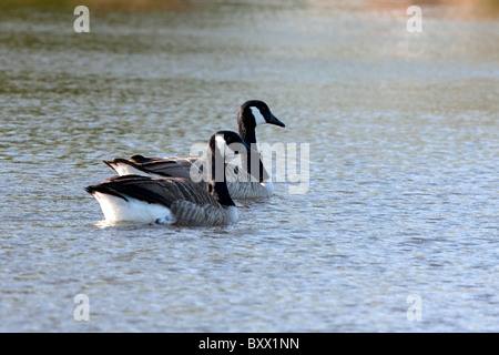 Two Canada Geese swim in a lake in Richmond Park Stock Photo