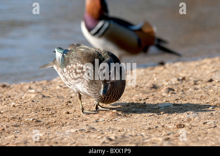 A Mandarin Duck in Richmond park, London Stock Photo