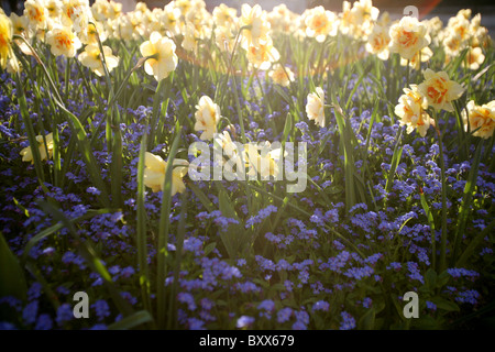 Daffodils and small purple flowers in the spring sunlight