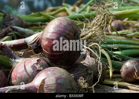 Onions 'Red Baron' (Allium cepa) drying out on the bench in a South Yorkshire polytunnel. Stock Photo