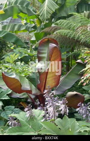 RHS Rosemoor Old Kitchen garden with Ensete ventricosum maurelii banana plant Stock Photo